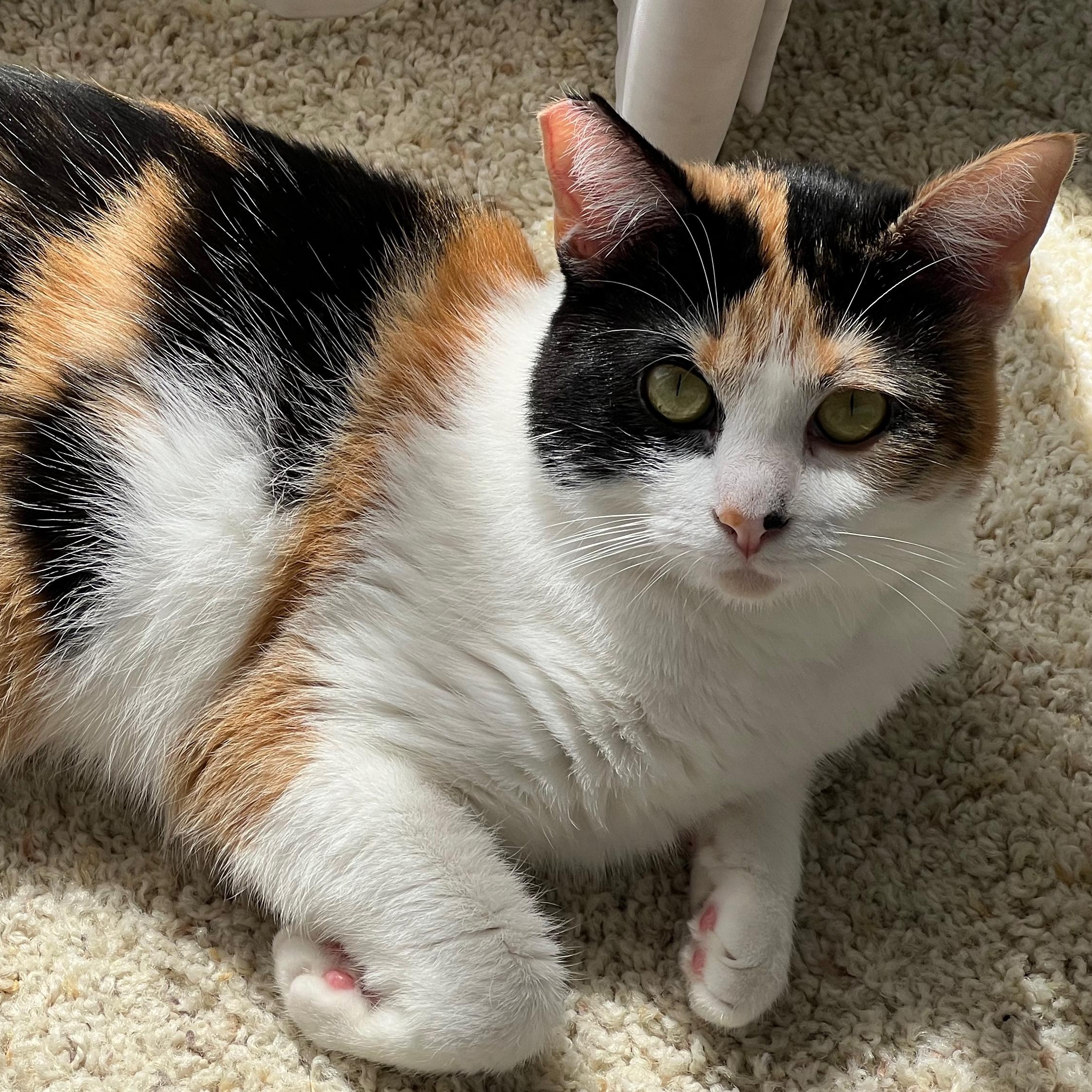 Naoko Domestic Short Hair Cat
