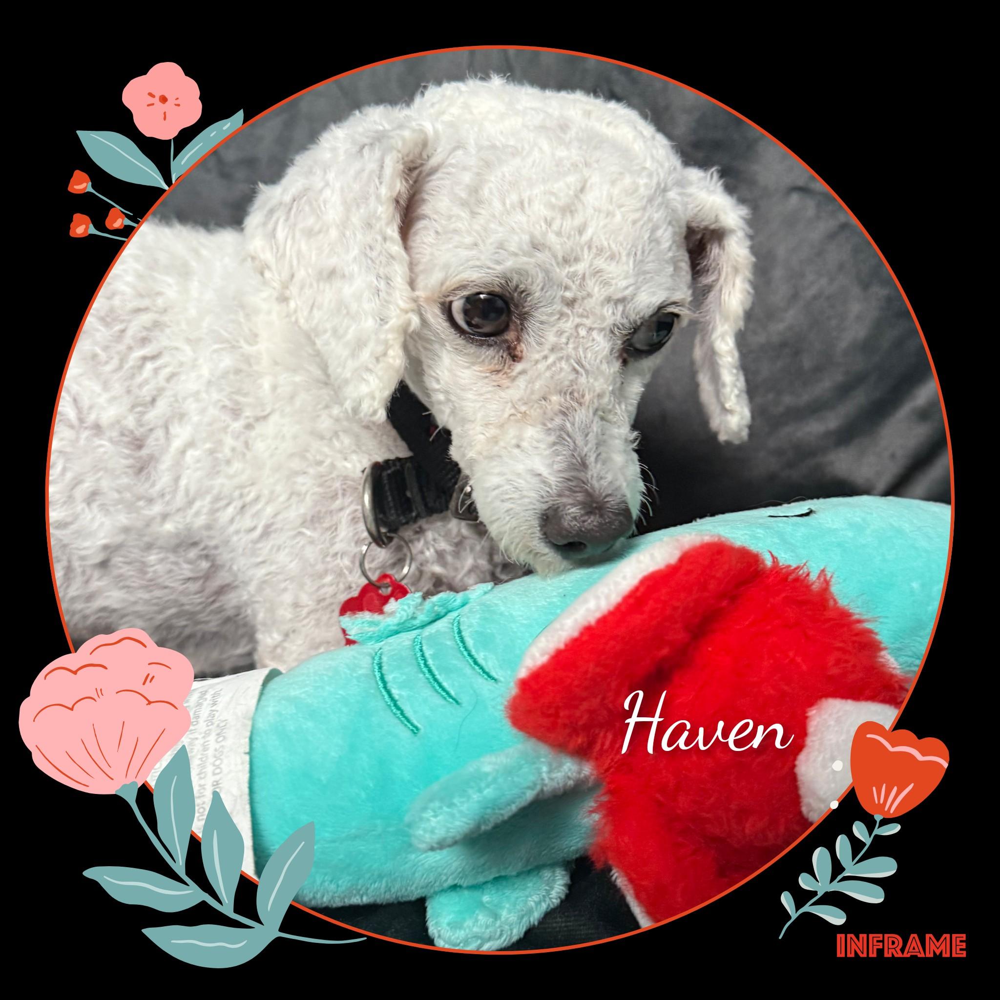 Haven