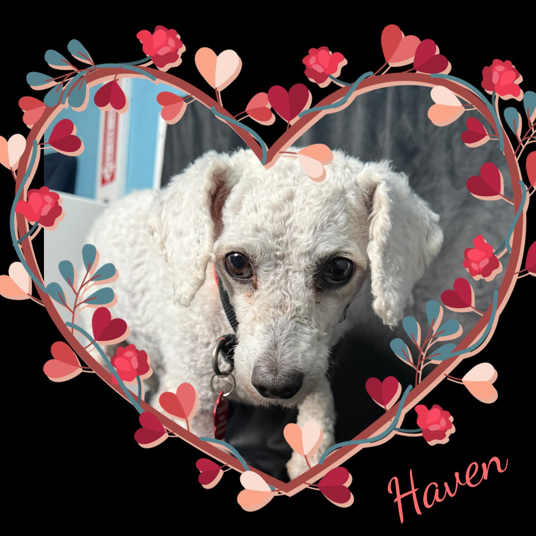 Haven