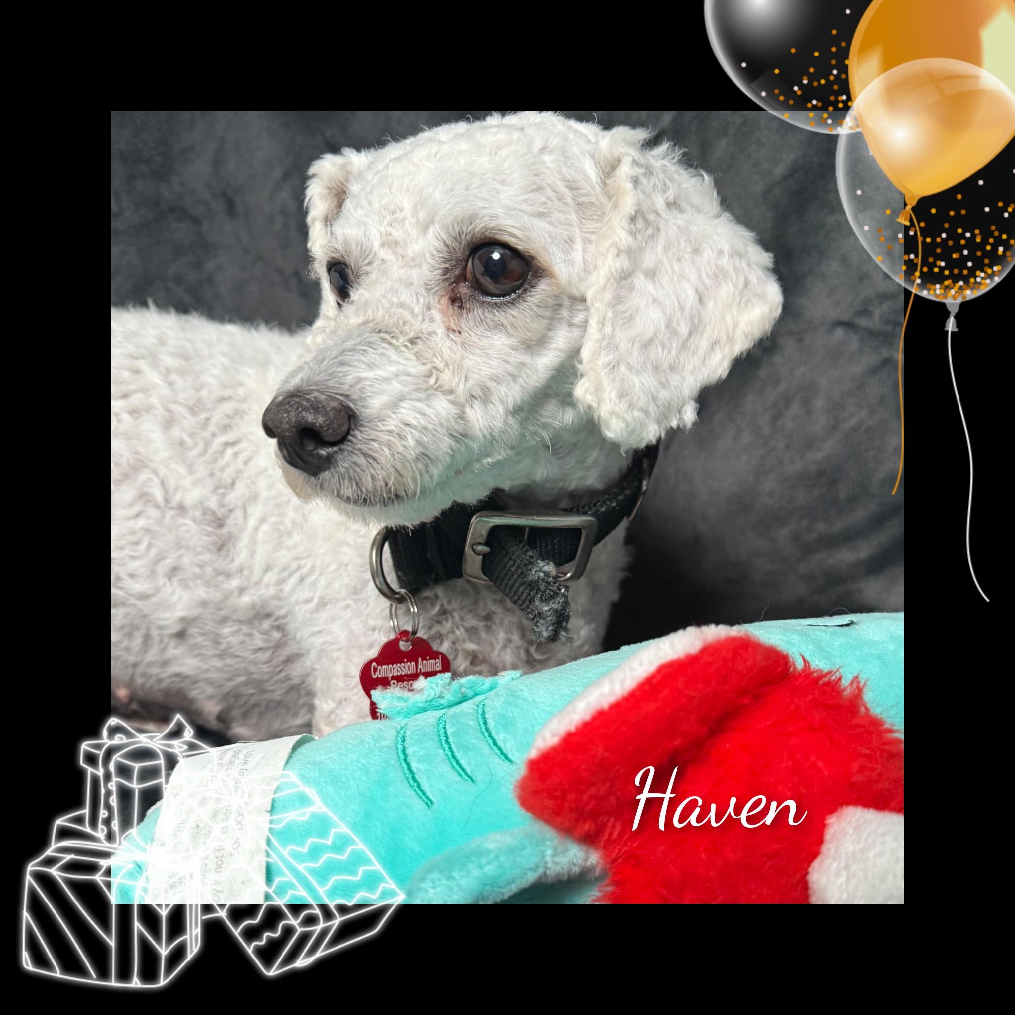 Haven