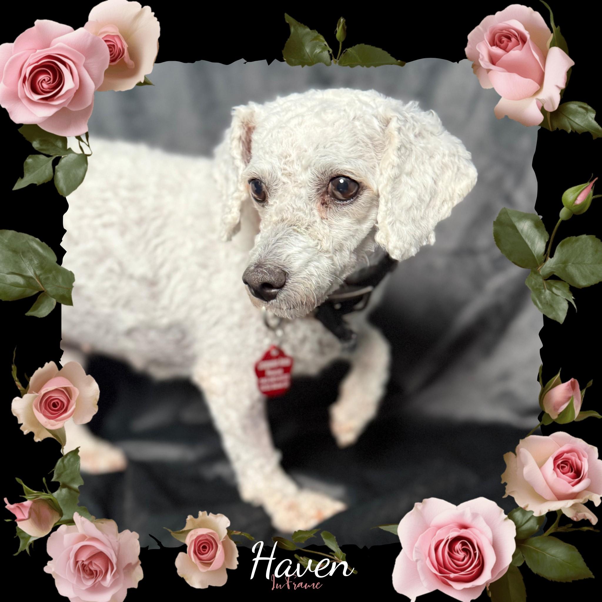 Haven