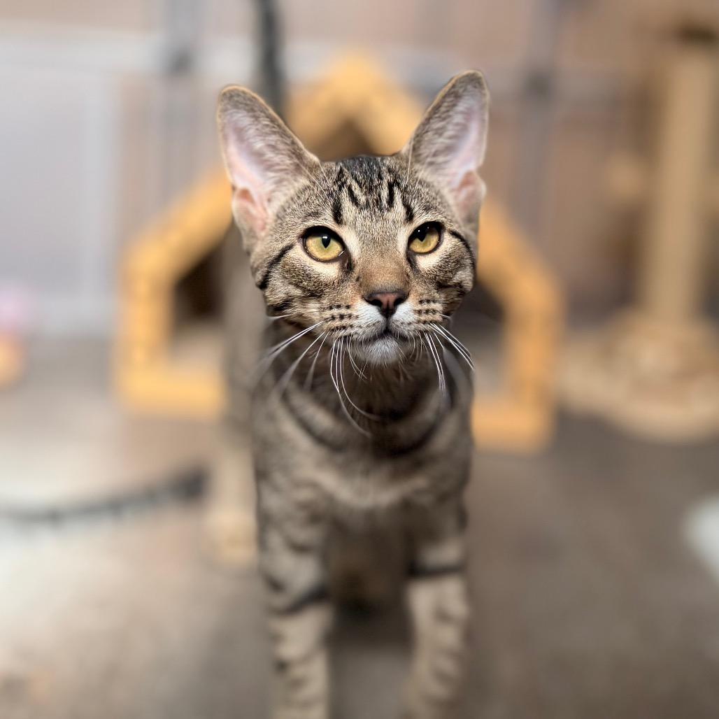 Enlarge Josh, a Adoptable Domestic Short Hair in Green Bay, WI image 1/6