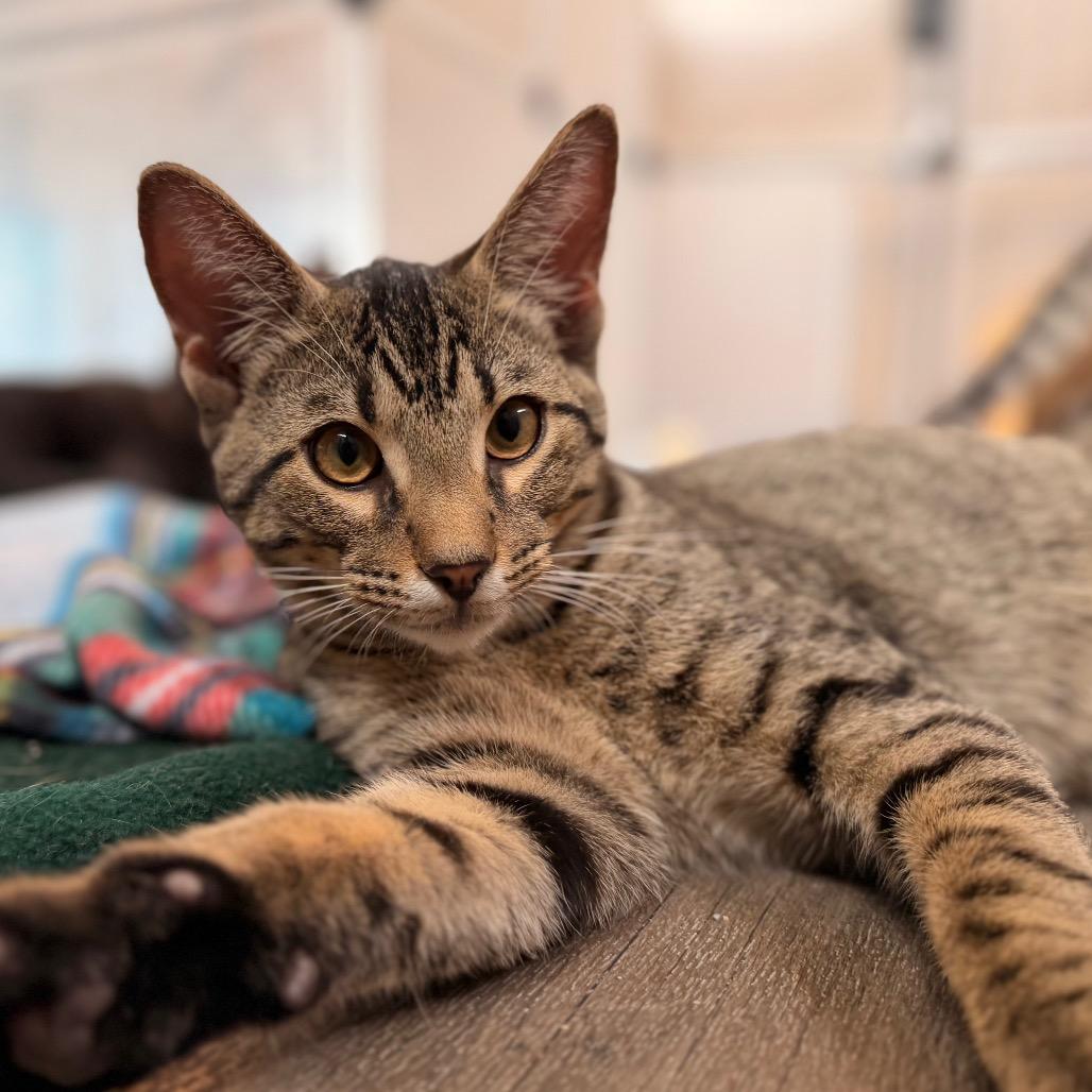 Enlarge Josh, a Adoptable Domestic Short Hair in Green Bay, WI image 2/6