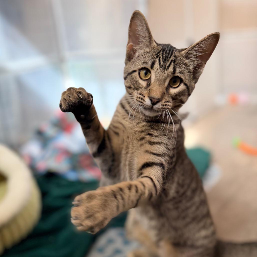 Enlarge Josh, a Adoptable Domestic Short Hair in Green Bay, WI image 3/6