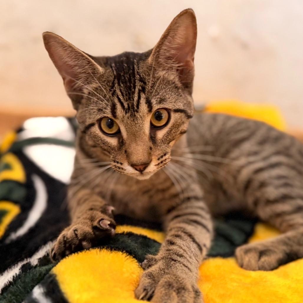 Enlarge Josh, a Adoptable Domestic Short Hair in Green Bay, WI image 4/6