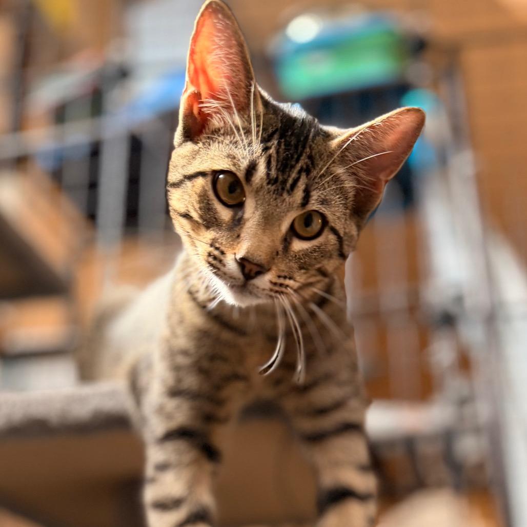 Enlarge Josh, a Adoptable Domestic Short Hair in Green Bay, WI image 5/6