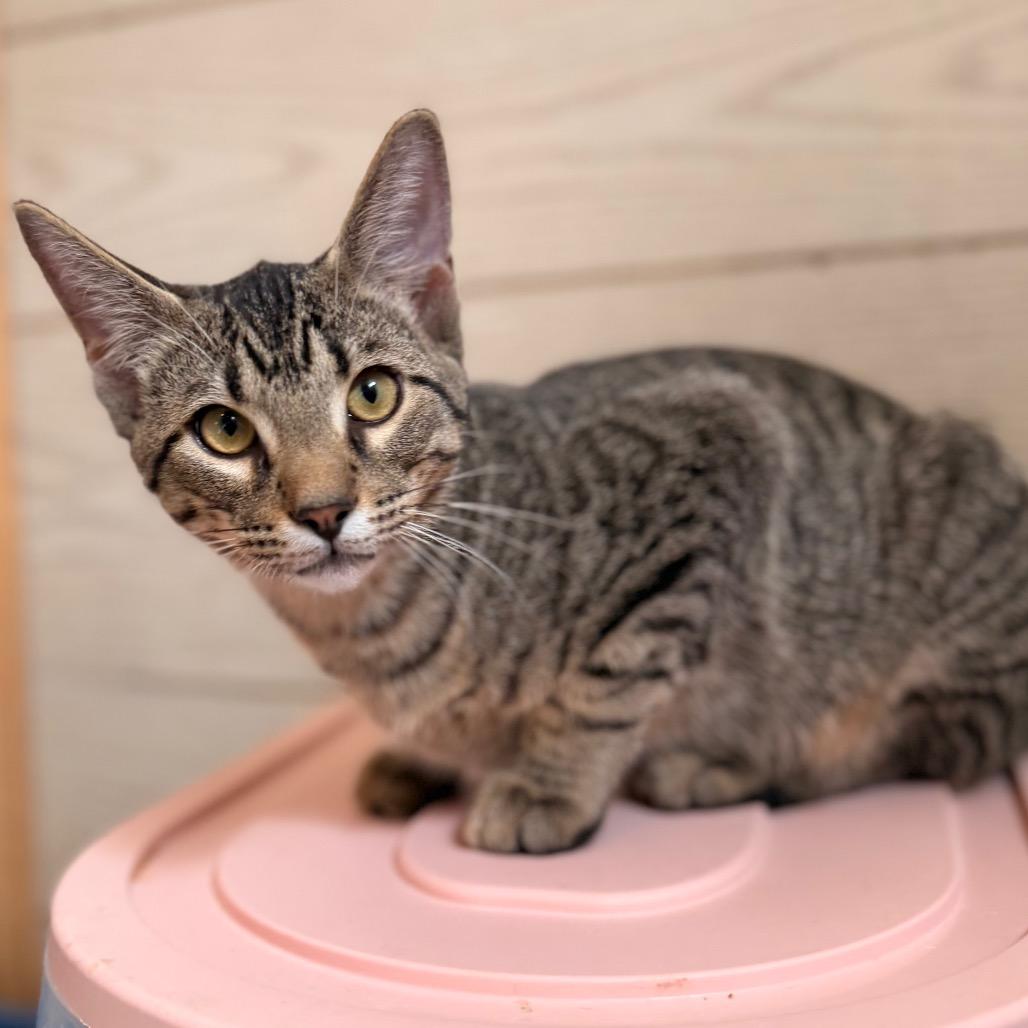 Enlarge Josh, a Adoptable Domestic Short Hair in Green Bay, WI image 6/6