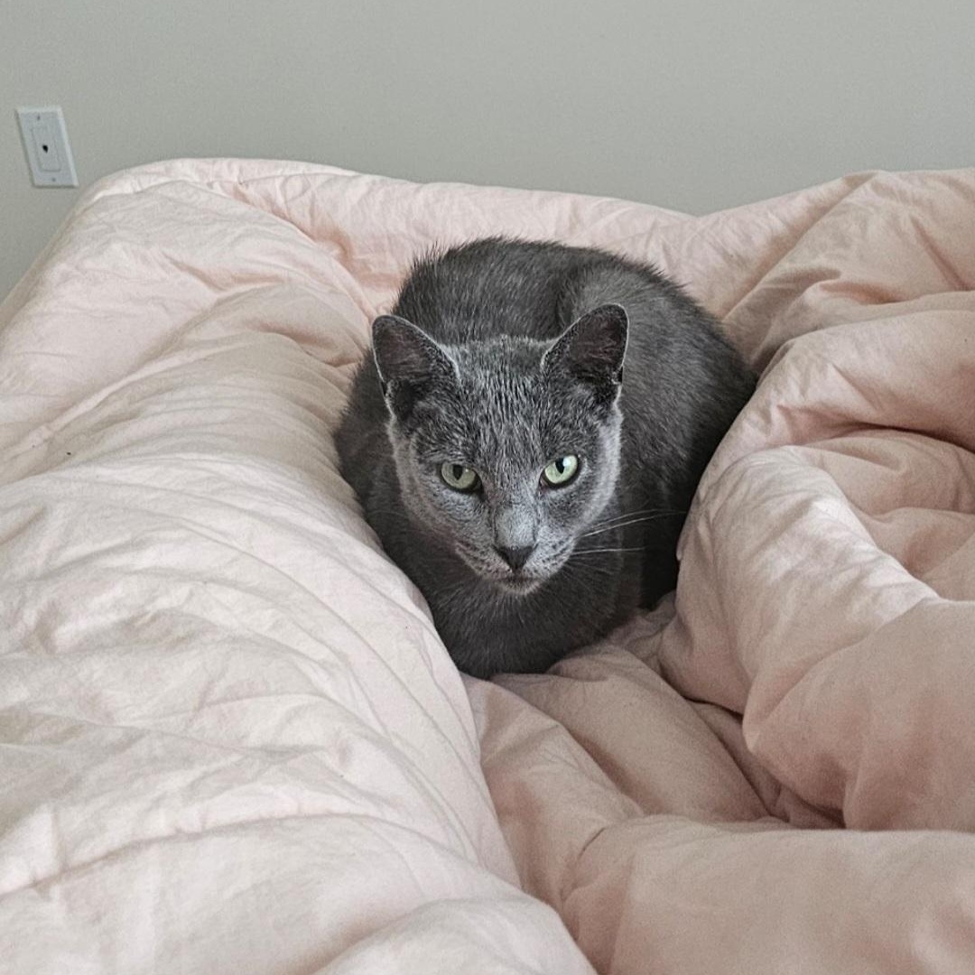 Enlarge Spike N. - Sweetie Pie, a Adopted Domestic Short Hair in New York, NY image 5/6