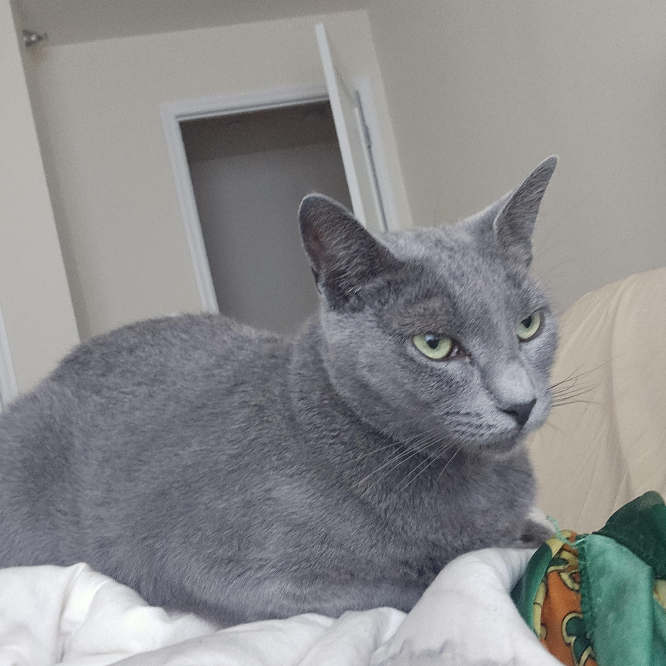 Spike N. - Sweetie Pie, Adopted, Adult Female Domestic Short Hair.