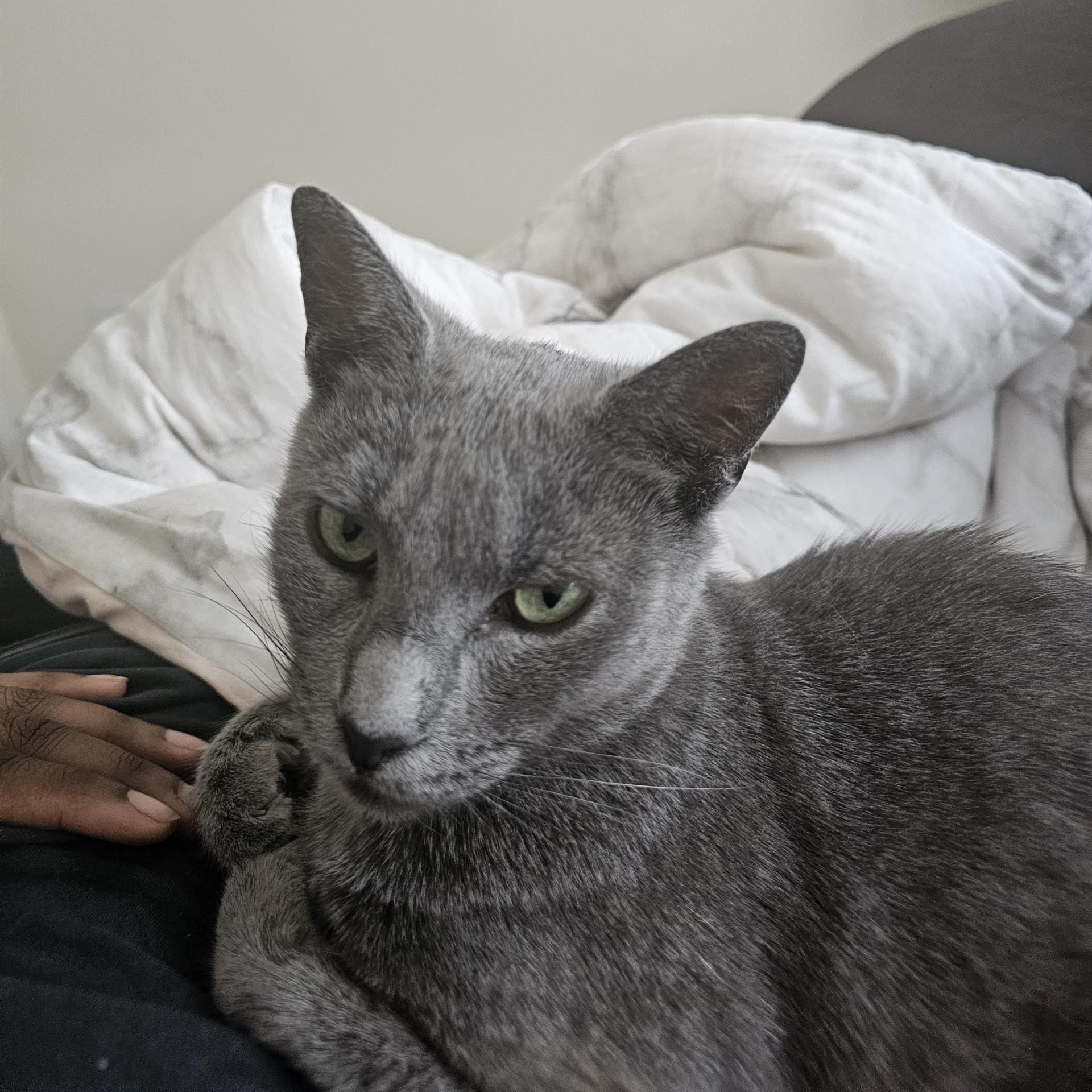 Enlarge Spike N. - Sweetie Pie, a Adopted Domestic Short Hair in New York, NY image 2/6