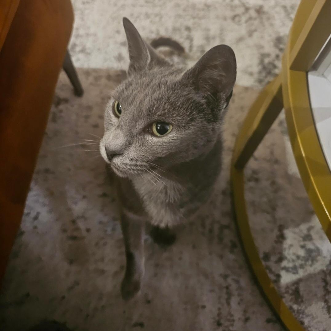 Enlarge Spike N. - Sweetie Pie, a Adopted Domestic Short Hair in New York, NY image 3/6