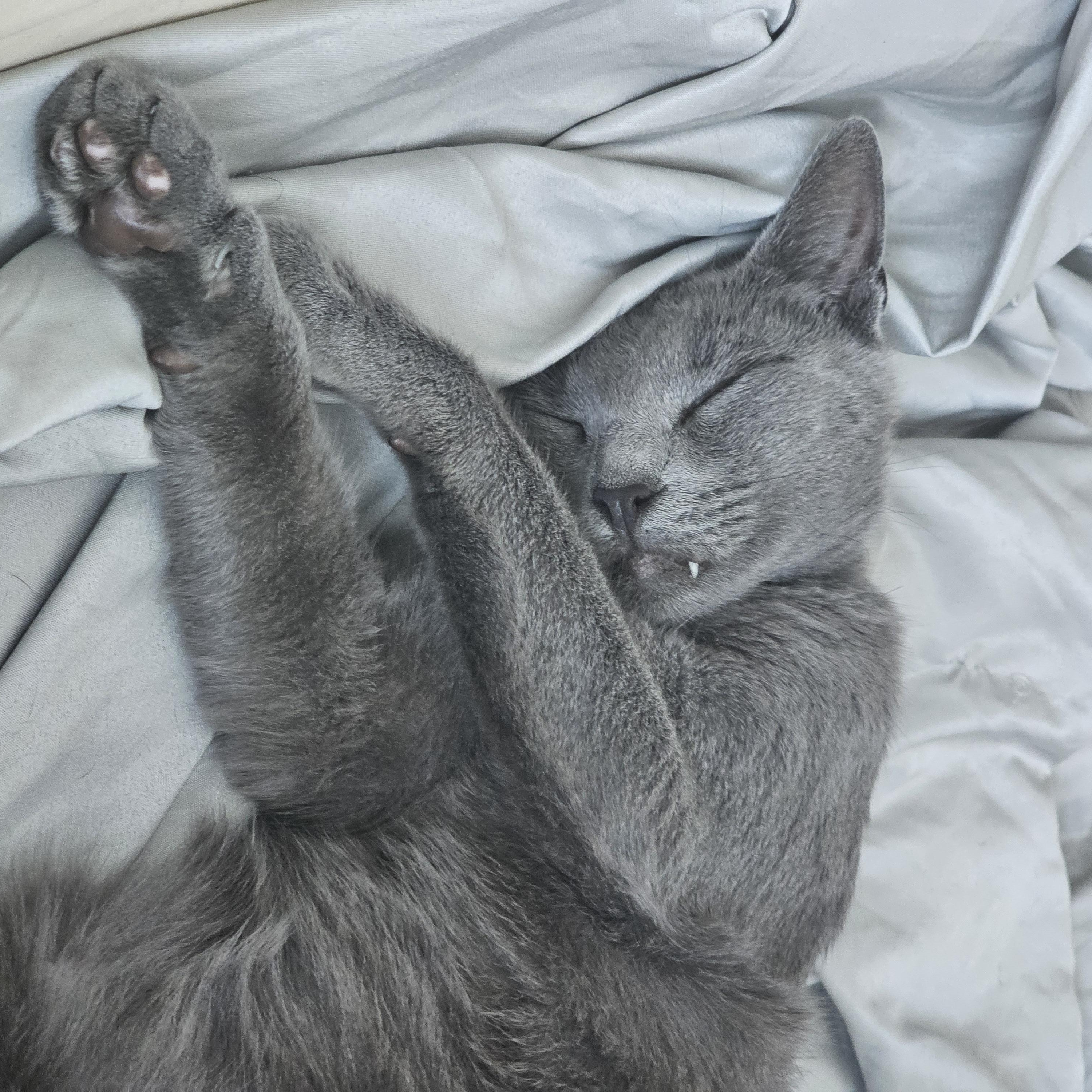 Enlarge Spike N. - Sweetie Pie, a Adopted Domestic Short Hair in New York, NY image 6/6