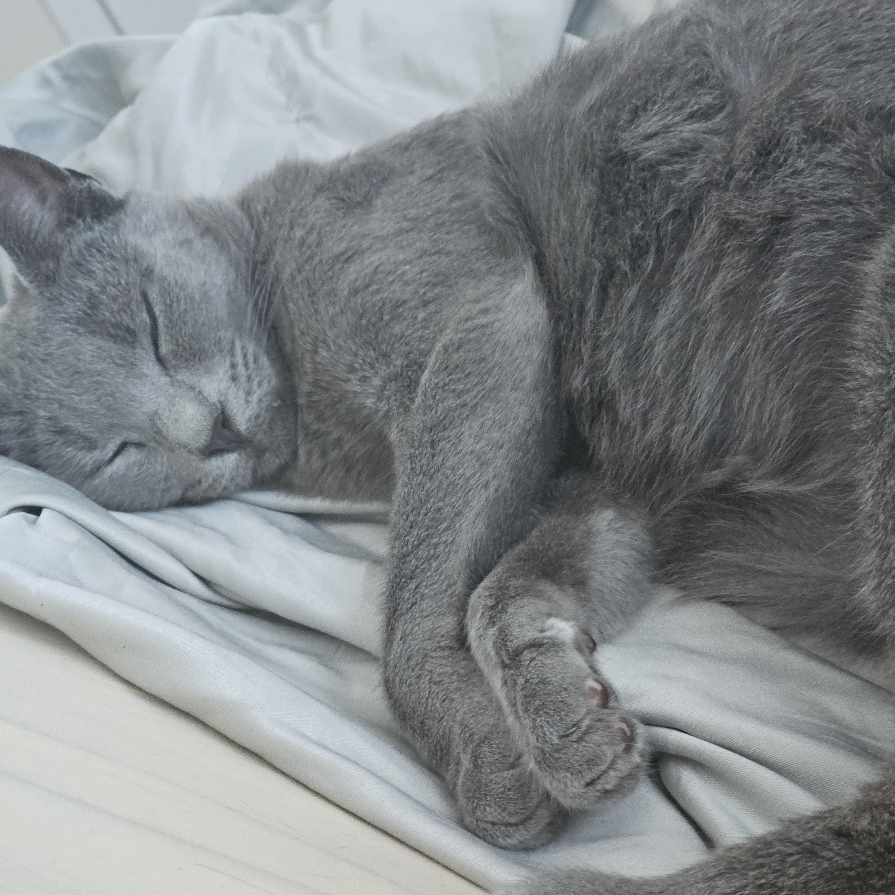 Enlarge Spike N. - Sweetie Pie, a Adopted Domestic Short Hair in New York, NY image 4/6