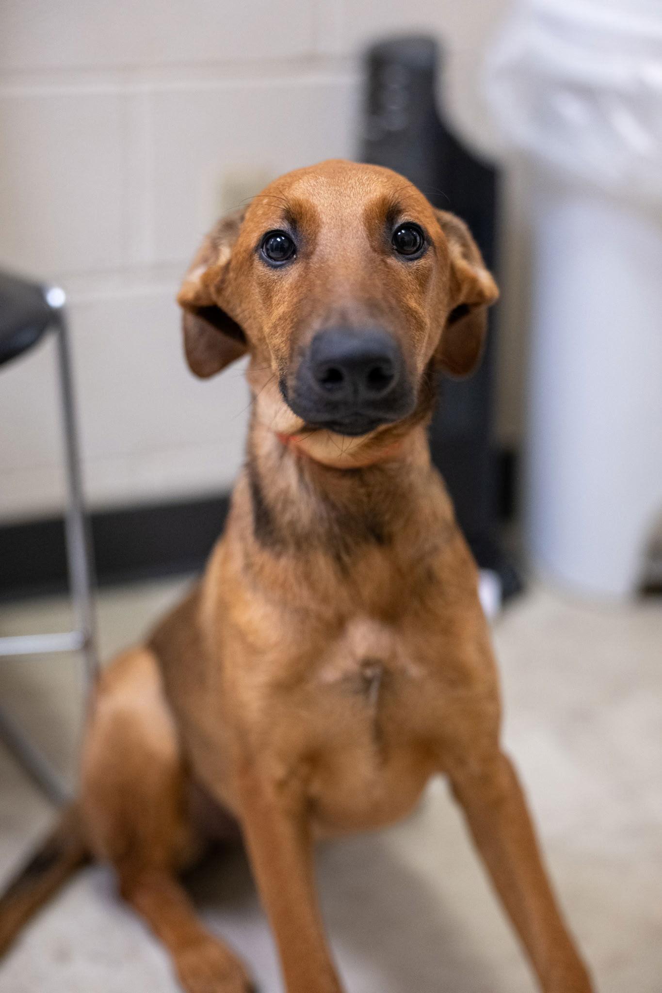 Enlarge Rosemary, a Adopted Doberman Pinscher in Richardson, TX image 1/1