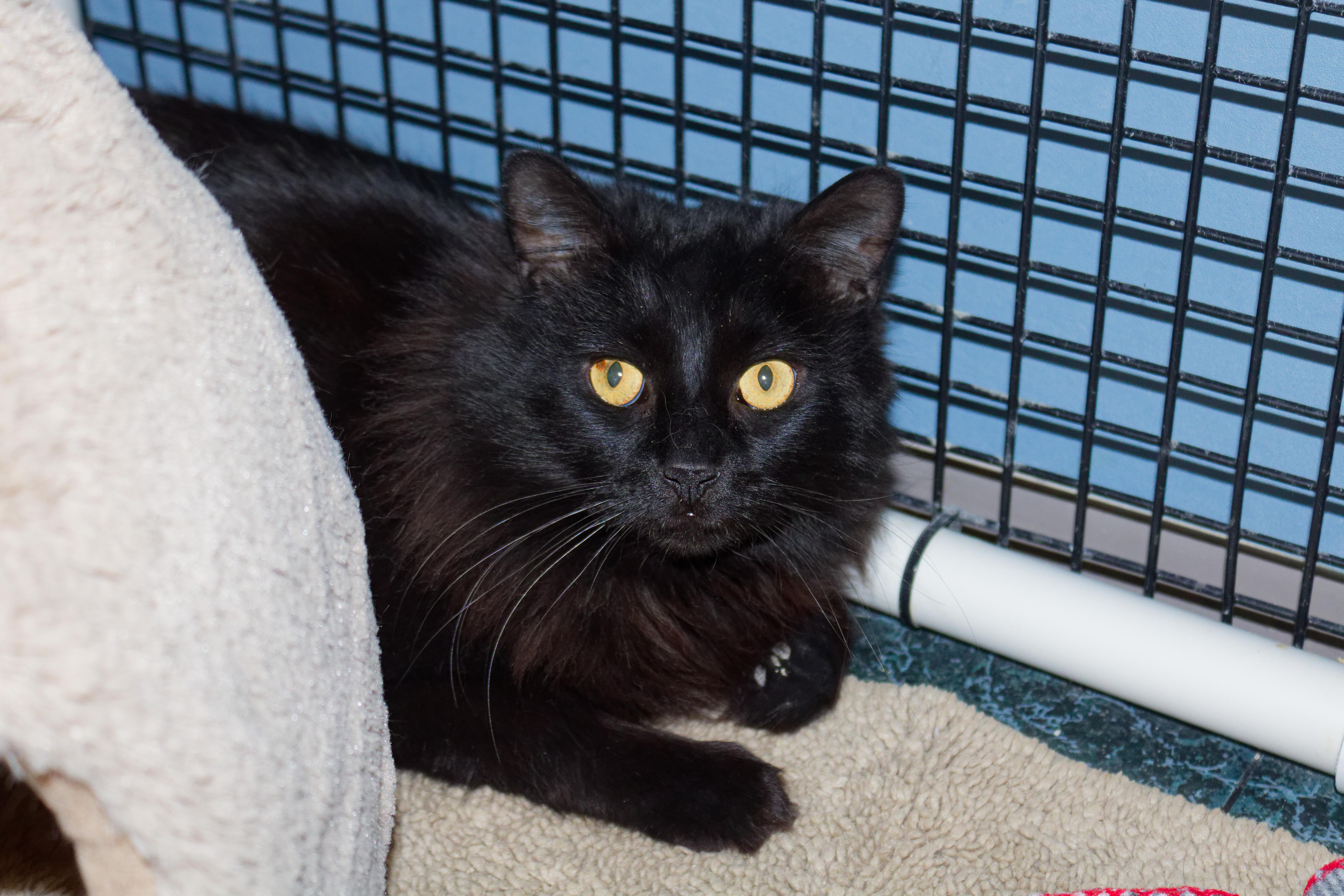 Enlarge SJ, a ADOPTABLE Domestic Long Hair in Urbana, OH image 5/6