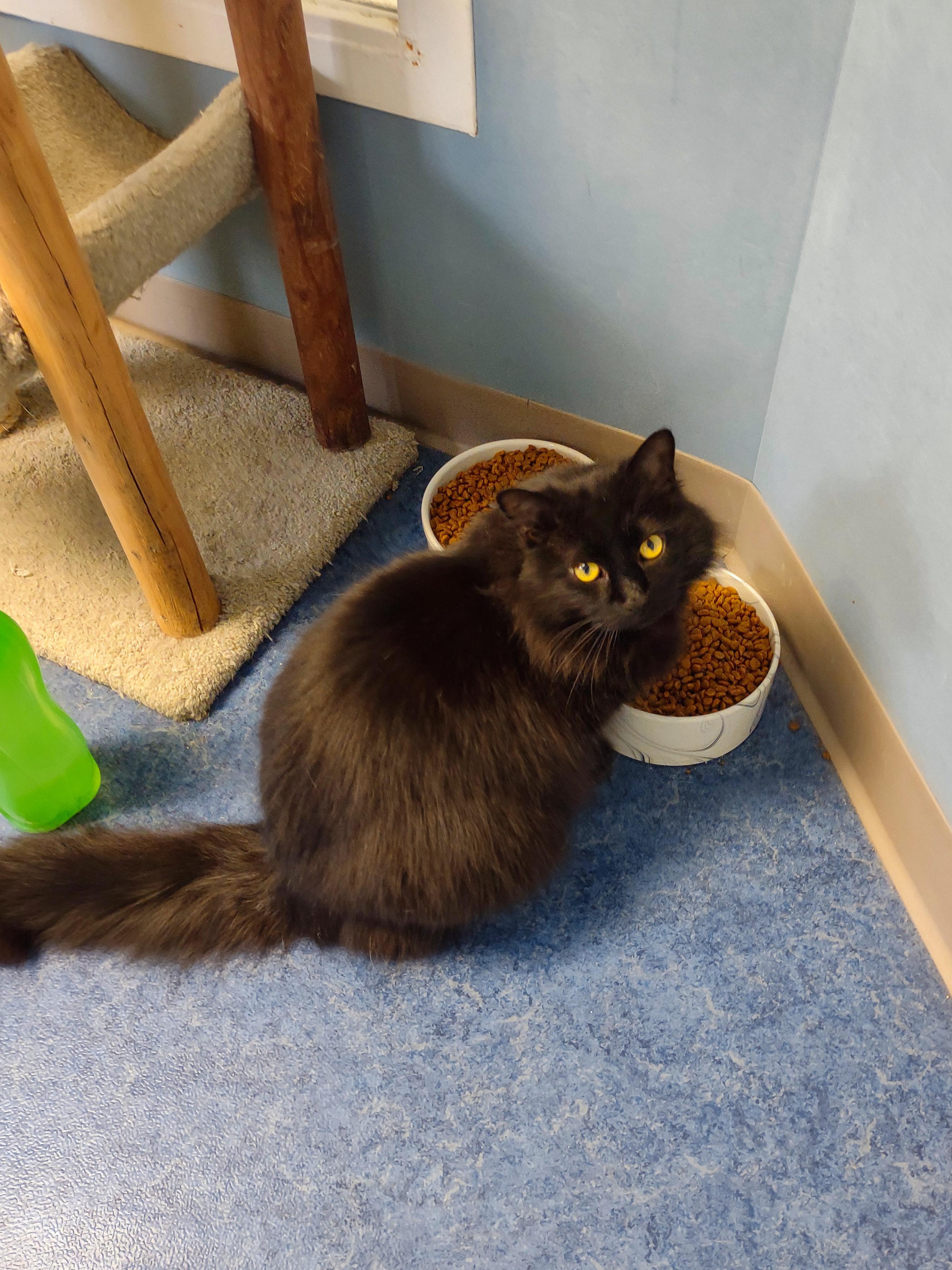 Enlarge SJ, a ADOPTABLE Domestic Long Hair in Urbana, OH image 4/6