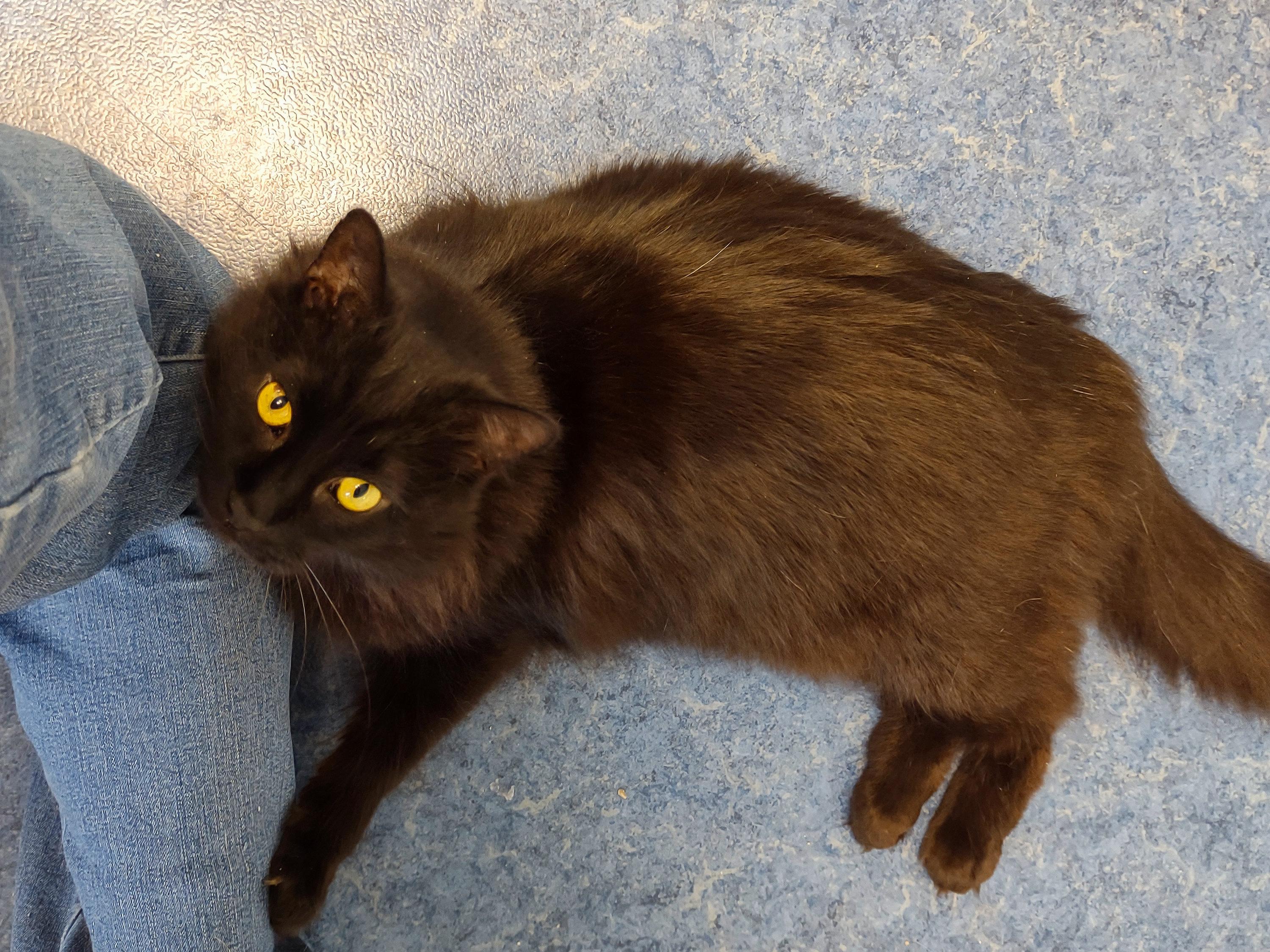 Enlarge SJ, a ADOPTABLE Domestic Long Hair in Urbana, OH image 3/6
