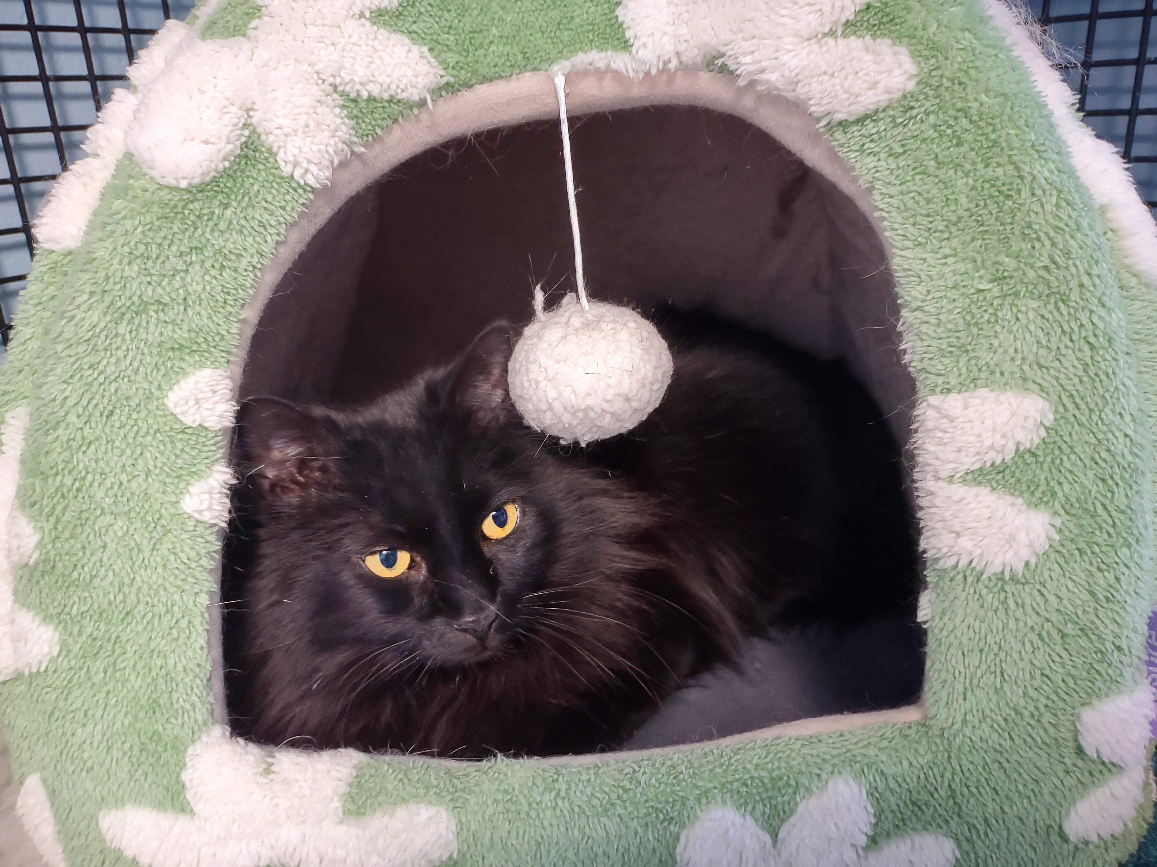 Enlarge SJ, a ADOPTABLE Domestic Long Hair in Urbana, OH image 2/6