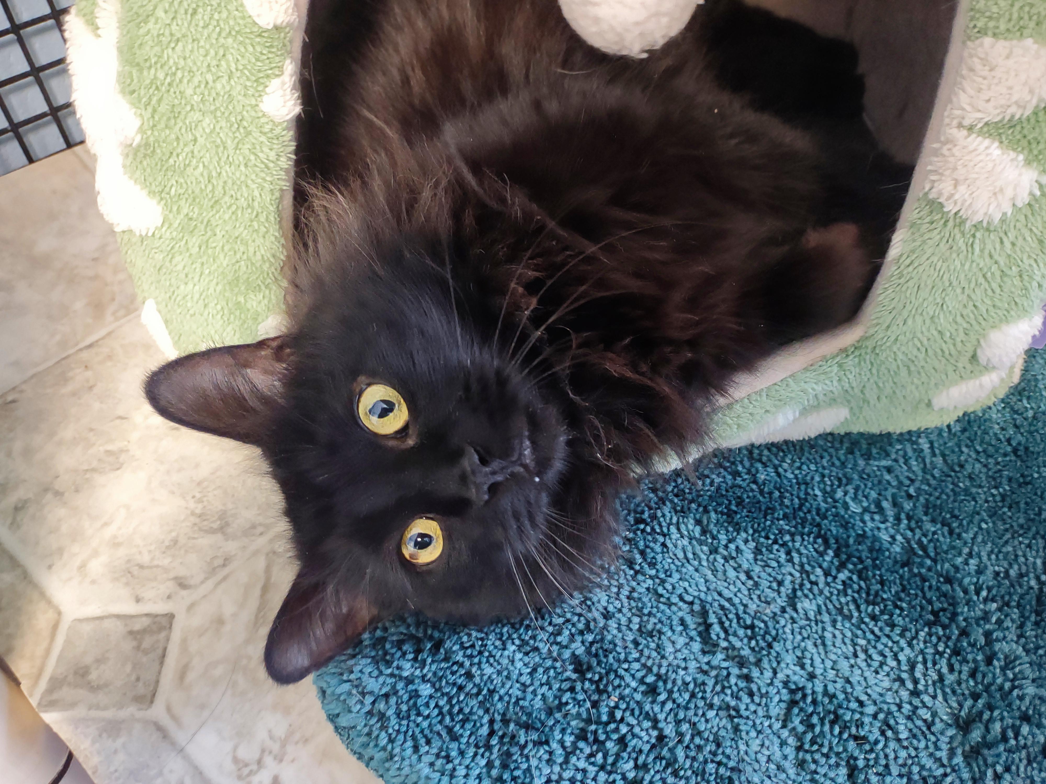 Enlarge SJ, a ADOPTABLE Domestic Long Hair in Urbana, OH image 1/6