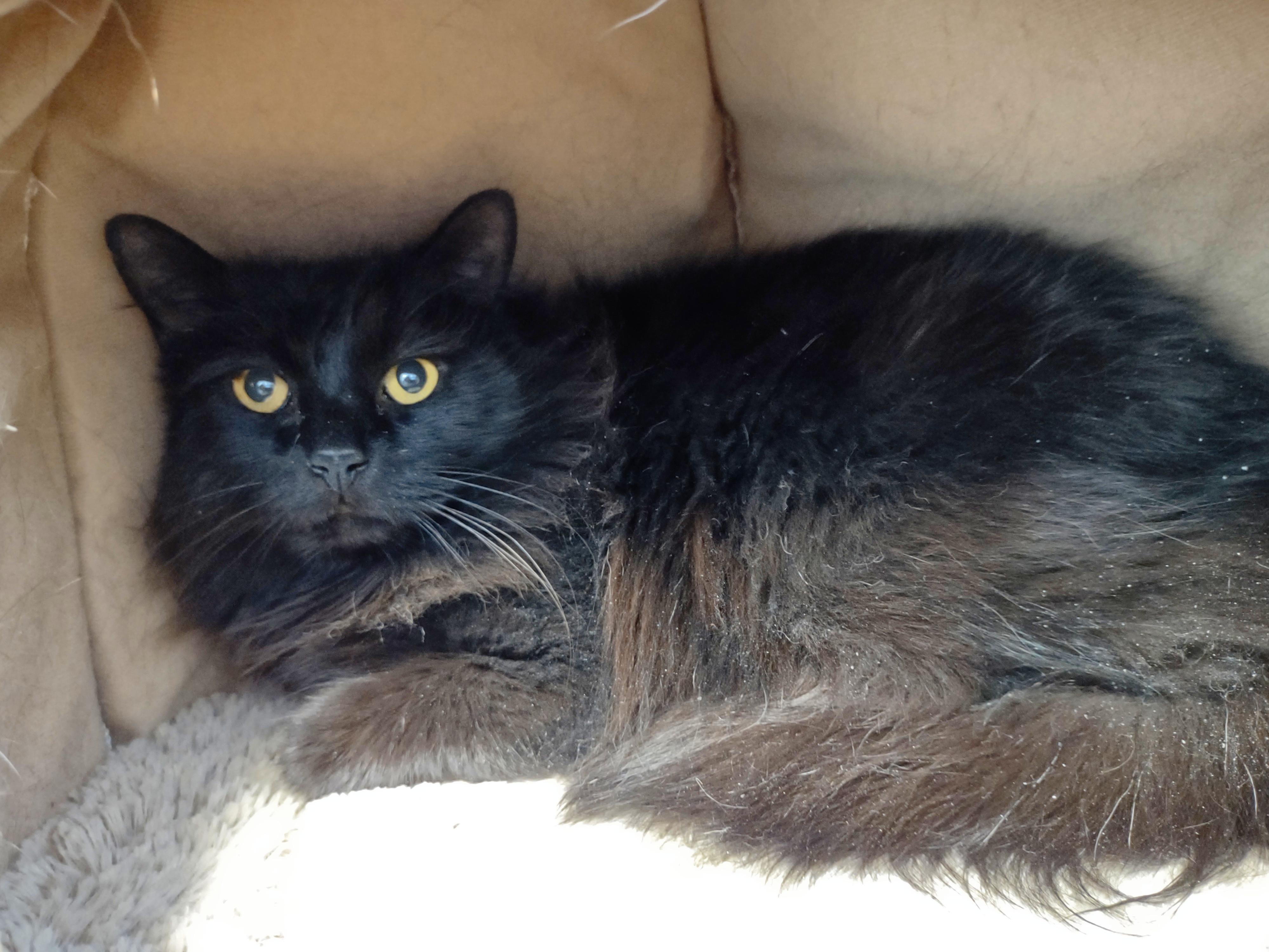 Enlarge SJ, a ADOPTABLE Domestic Long Hair in Urbana, OH image 6/6
