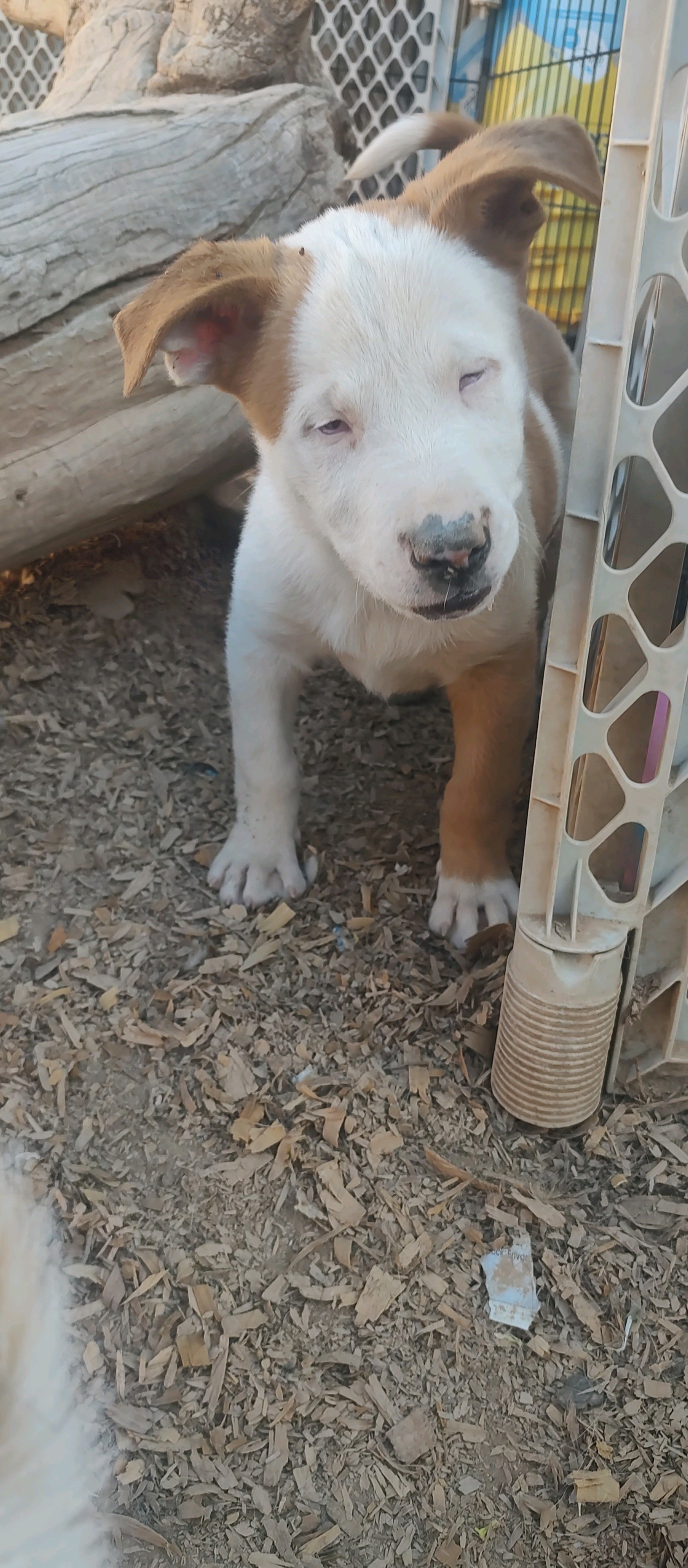 Dog for adoption ZAZA (blind and deaf special needs), an Australian