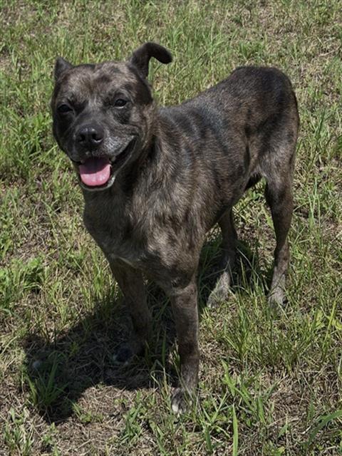 MURPHY, Adoptable, Young Male Pit Bull Terrier & Mixed Breed.