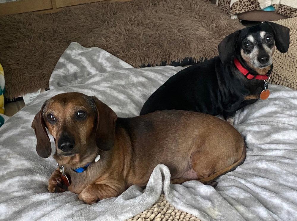 Enlarge Ike & Francy, a Adoptable Dachshund in Georgetown, CO image 1/1