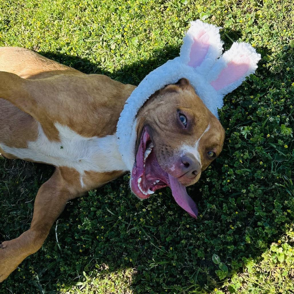 Stormie, Adoptable, Adult Female Hound & Terrier.