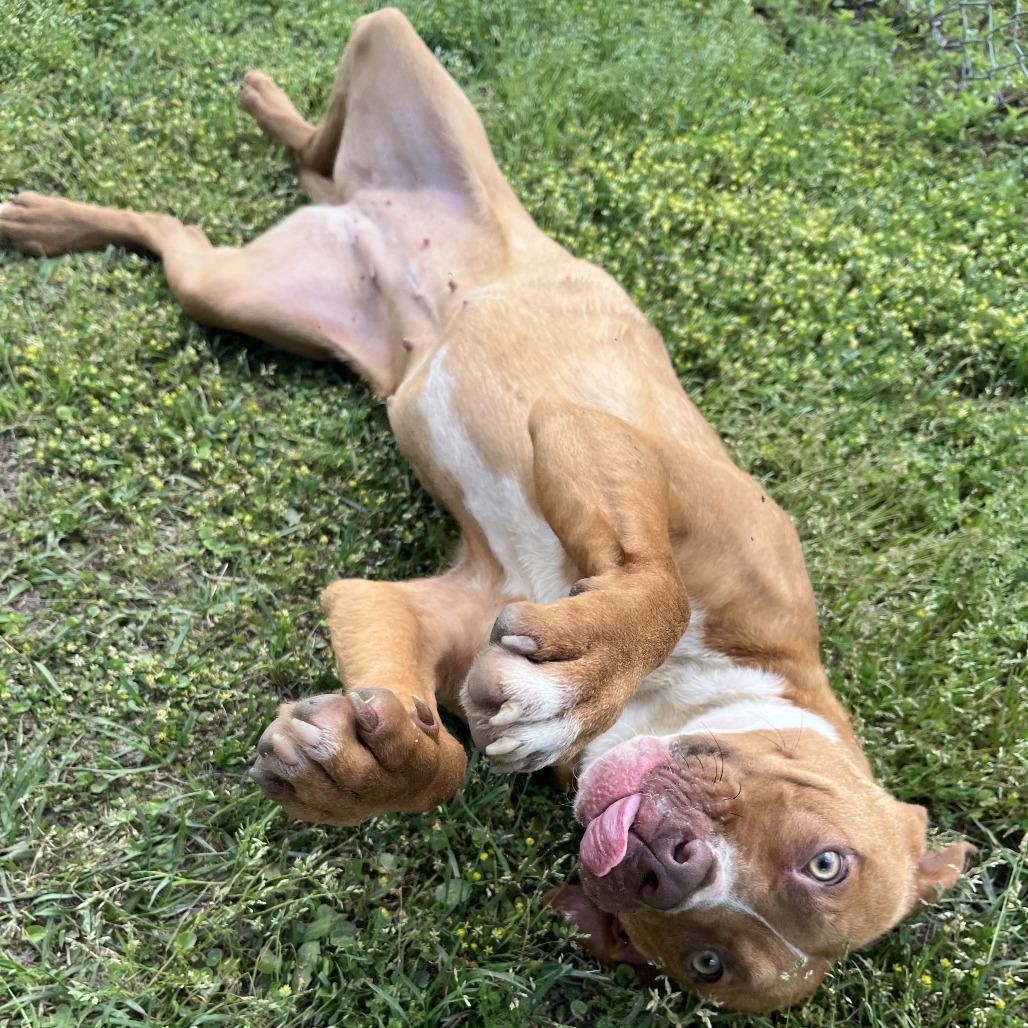 Enlarge Stormie, a Adoptable mixed breed in Richmond Hill, GA image 5/6