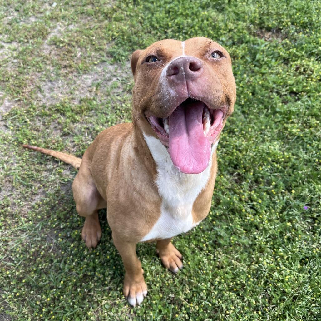 Enlarge Stormie, a Adoptable mixed breed in Richmond Hill, GA image 6/6