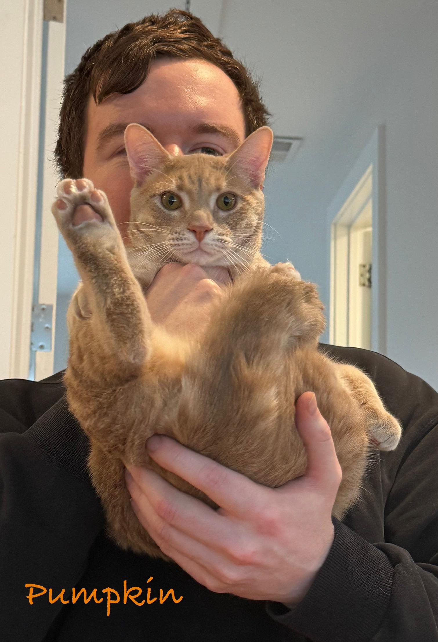Enlarge Pumpkin, an adopted Tabby in Woodbridge, VA image 4/4
