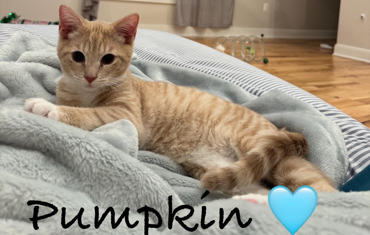 Pumpkin, adopted, Kitten Male Tabby.