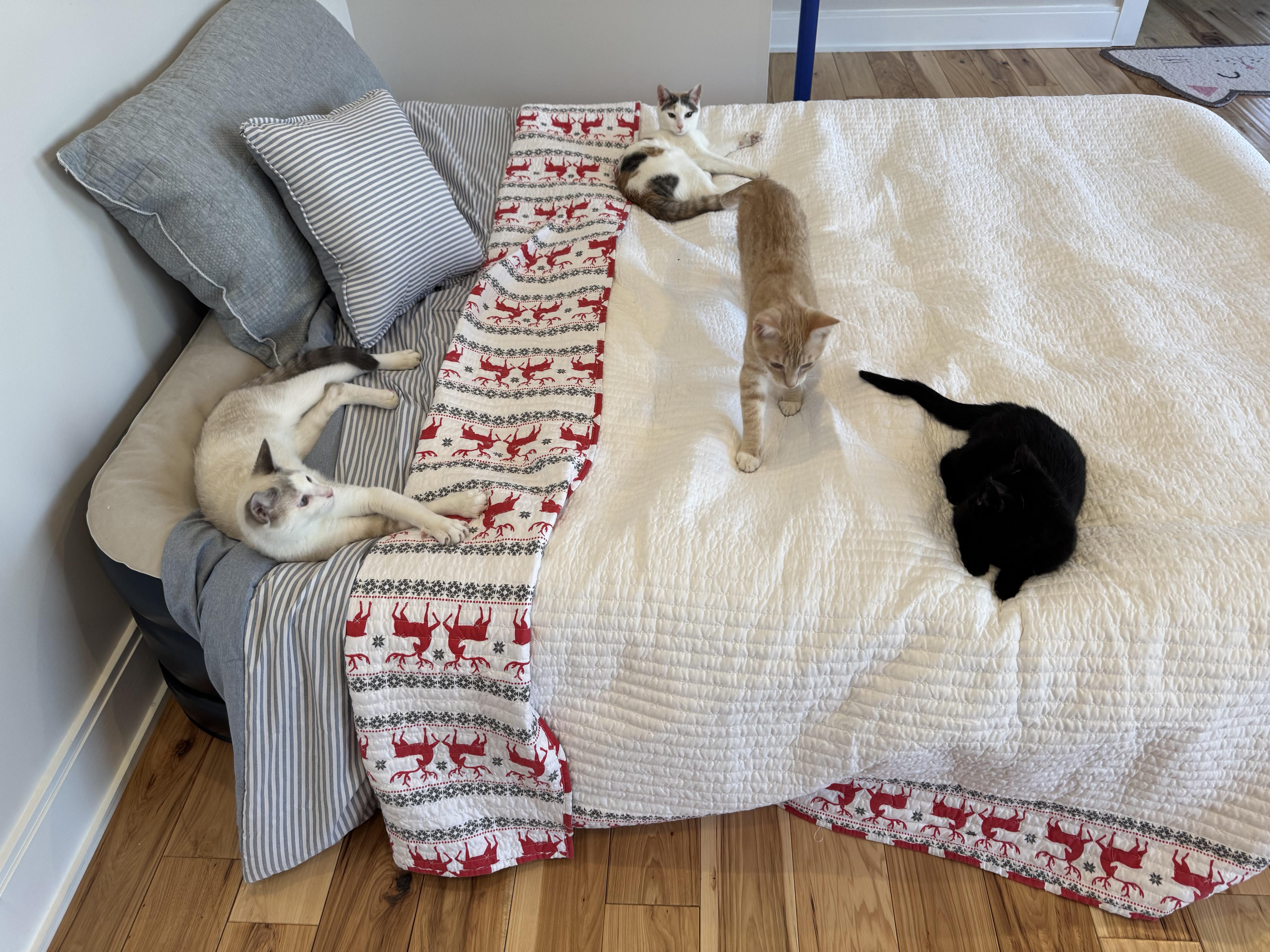 Enlarge Pumpkin, an adopted Tabby in Woodbridge, VA image 3/4