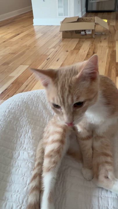 Enlarge Pumpkin, an adopted Tabby in Woodbridge, VA video 1/4