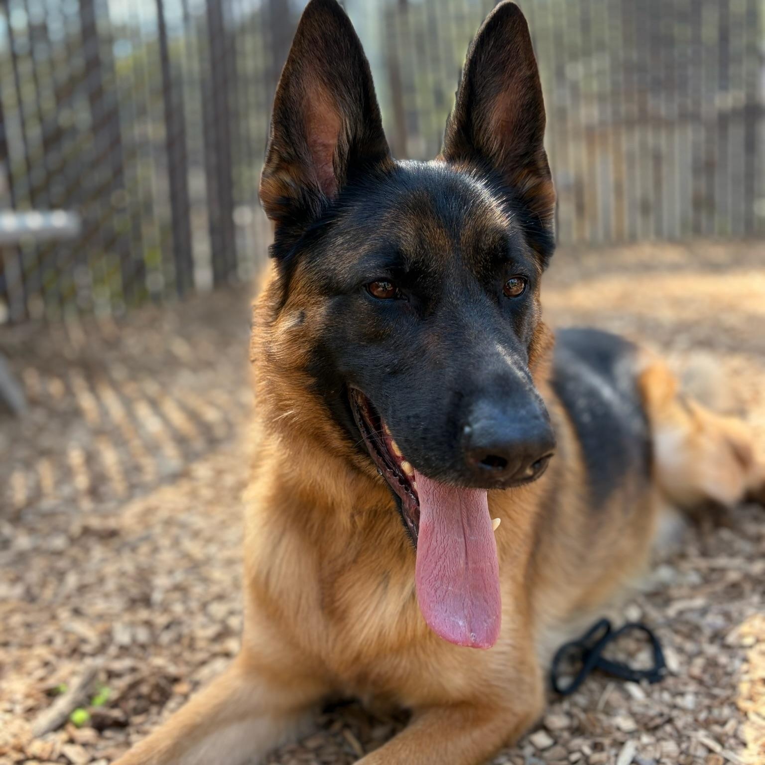 Enlarge Ezra- Mr. Handsome, an adopted German Shepherd Dog in Grass Valley, CA image 2/3
