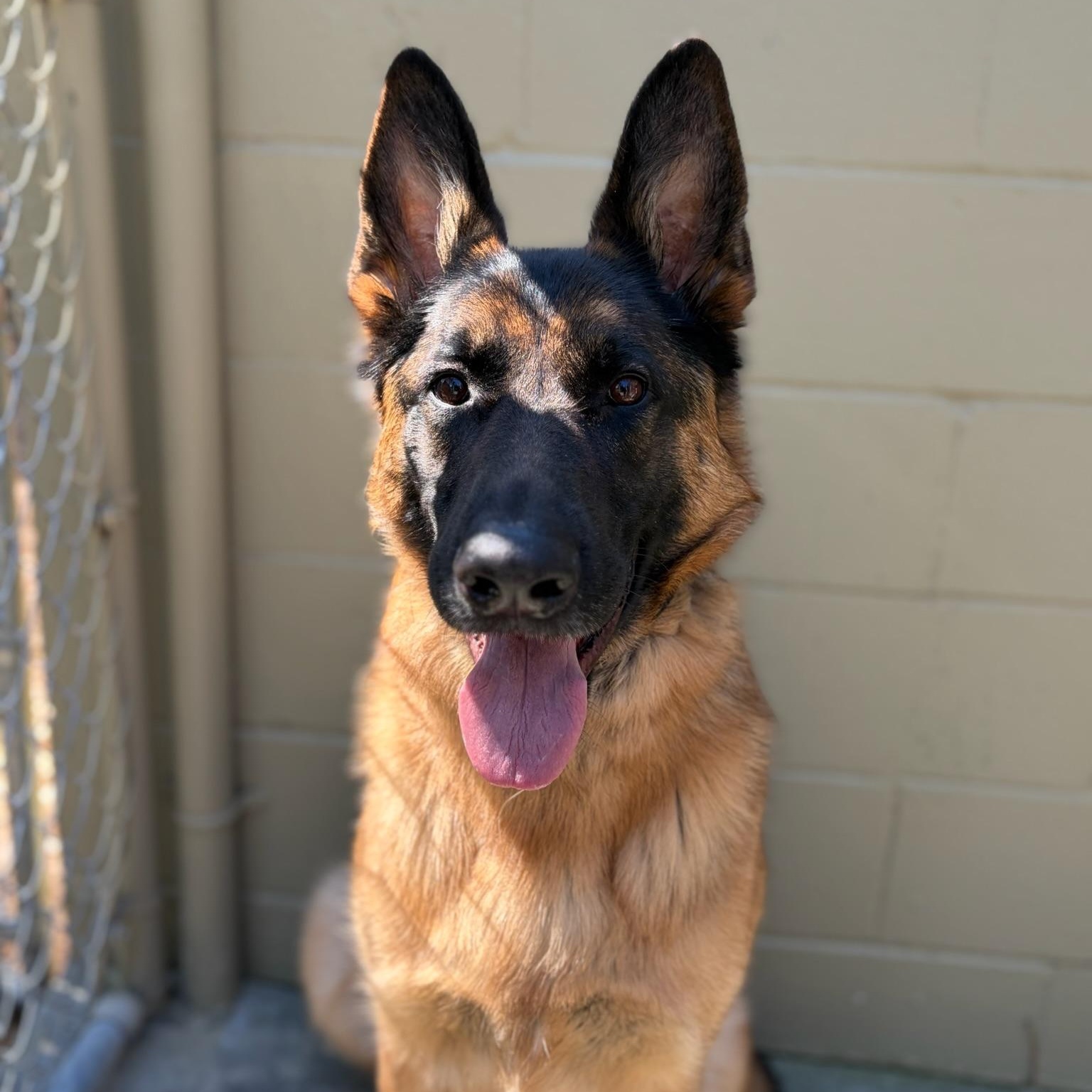 Enlarge Ezra- Mr. Handsome, an adopted German Shepherd Dog in Grass Valley, CA image 3/3