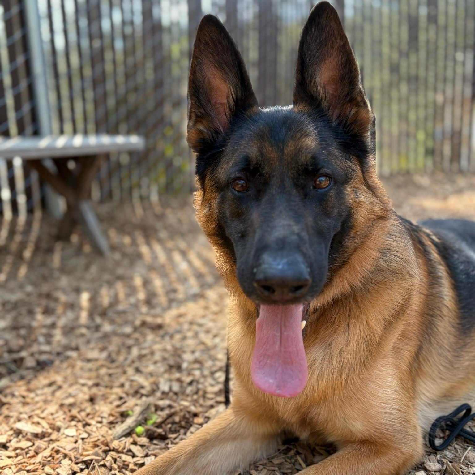 Enlarge Ezra- Mr. Handsome, an adopted German Shepherd Dog in Grass Valley, CA image 1/3