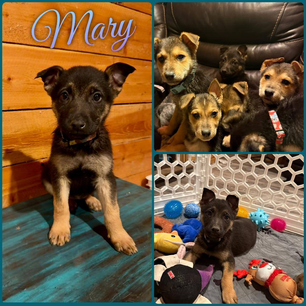 Mary, Adoptable, Puppy Female German Shepherd Dog.