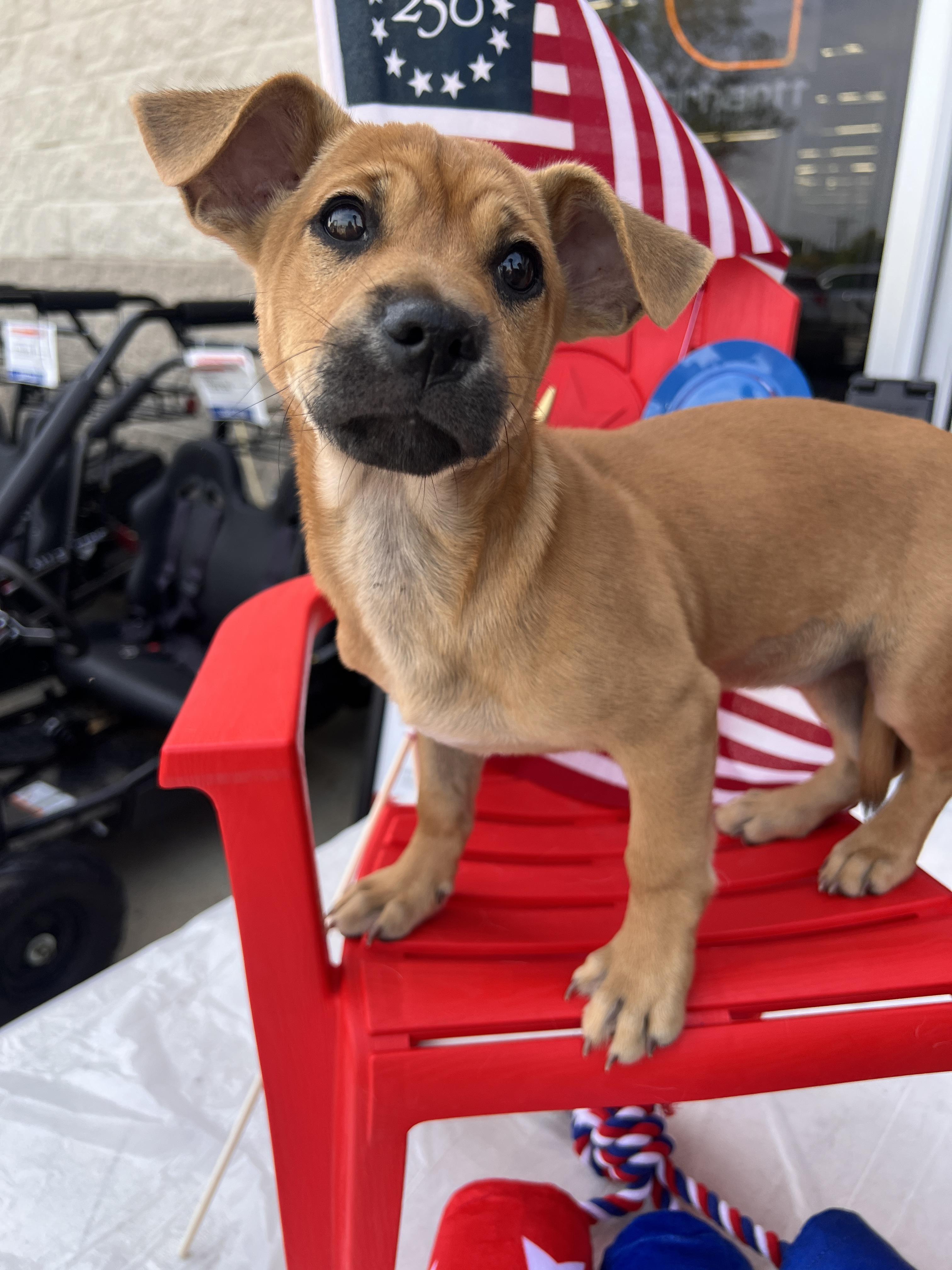 Enlarge Sutton, a Adoptable mixed breed in Rocky Mount, NC image 5/6