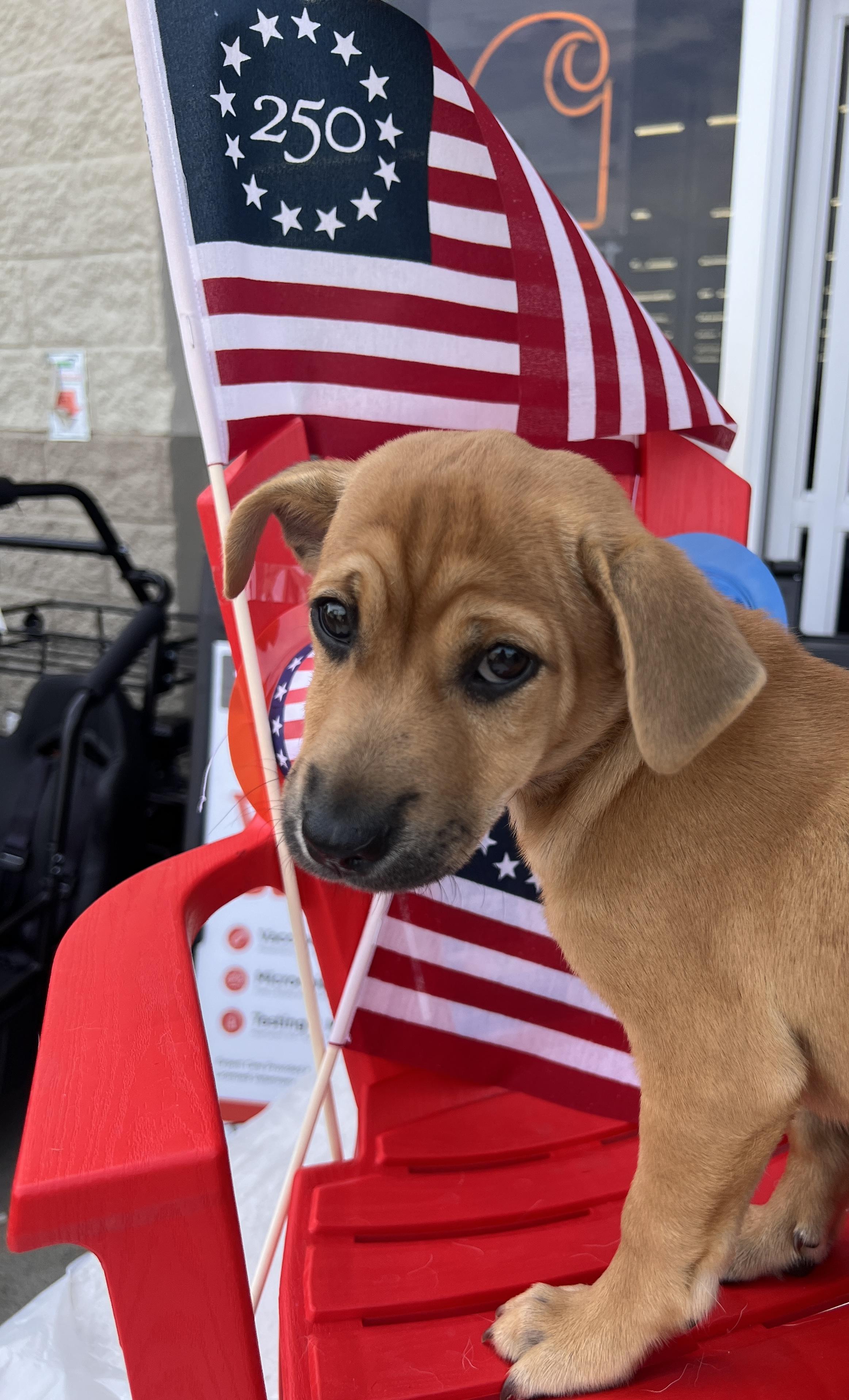 Enlarge Sutton, a Adoptable mixed breed in Rocky Mount, NC image 2/6