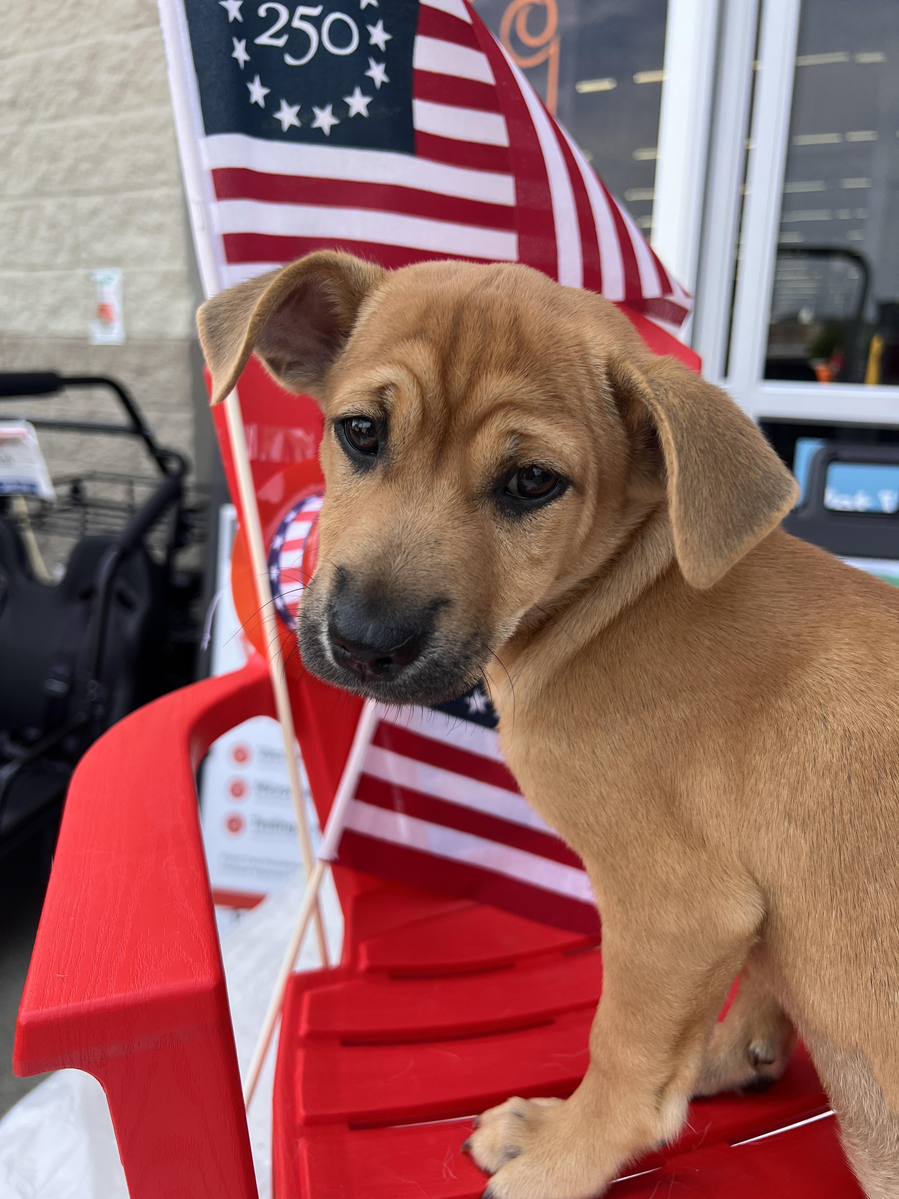 Enlarge Sutton, a Adoptable mixed breed in Rocky Mount, NC image 3/6