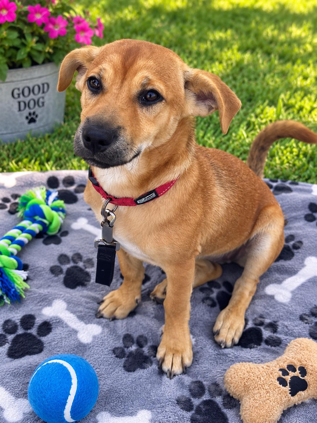 Enlarge Sutton, a Adoptable mixed breed in Rocky Mount, NC image 1/5
