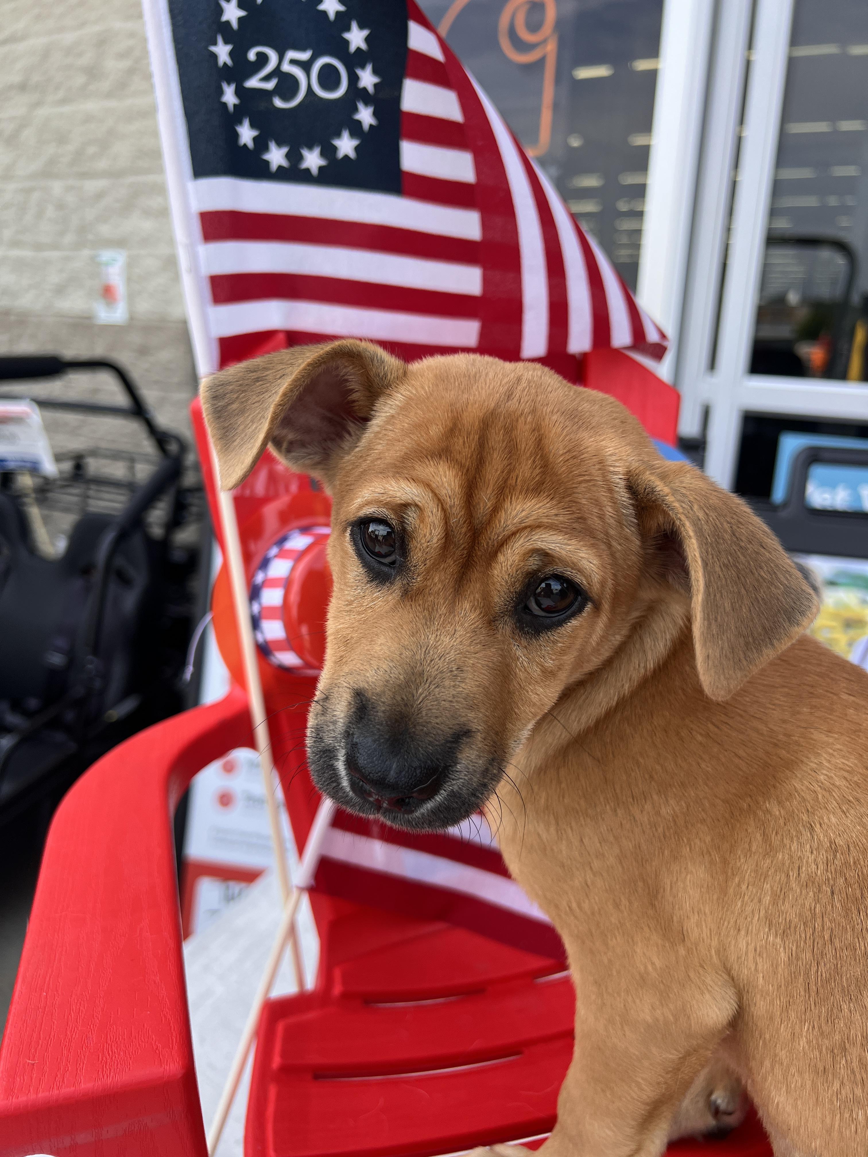 Enlarge Sutton, a Adoptable mixed breed in Rocky Mount, NC image 6/6