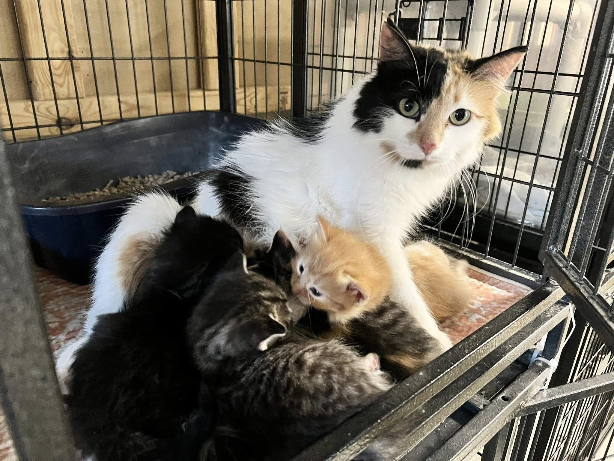Enlarge Cookie, an adopted Calico in New Richmond, WI image 1/1