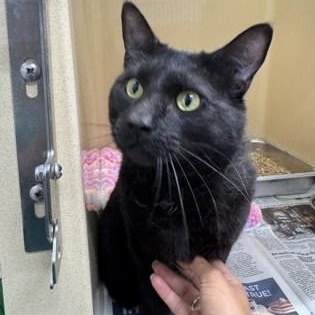 Onyx, adopted, Adult Male Domestic Short Hair.