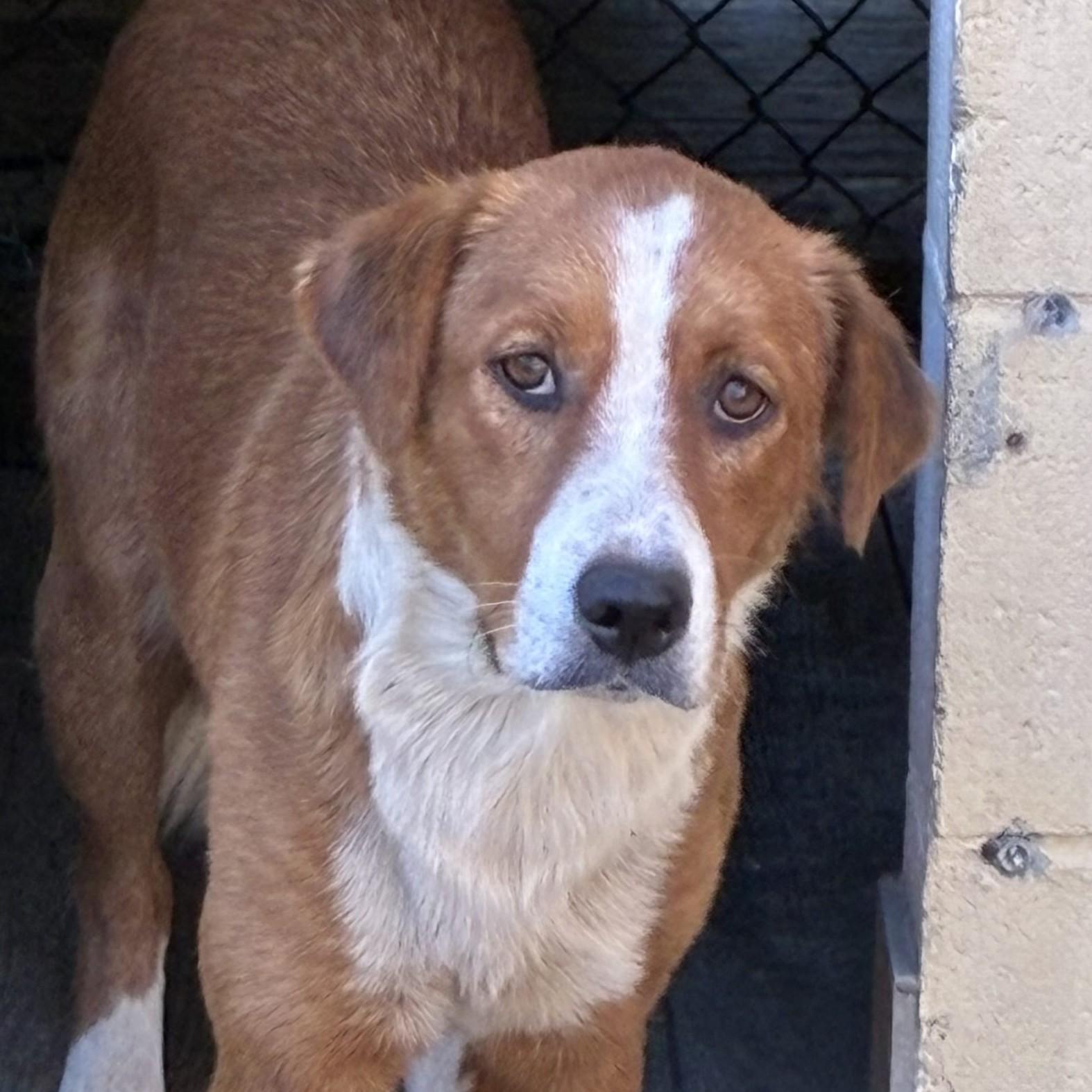 Antoinette, Adoptable, Adult Female Australian Shepherd & Labrador Retriever.