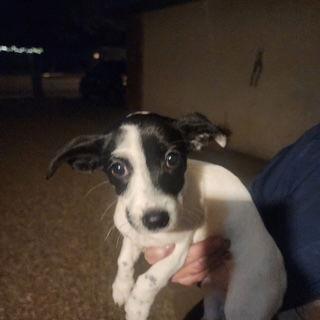 Clover, Adopted, Puppy Female Chihuahua & Shih Tzu.