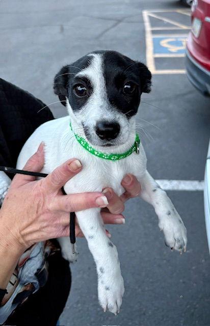 Clover, a Adopted mixed breed in Mesa, AZ image 2/3