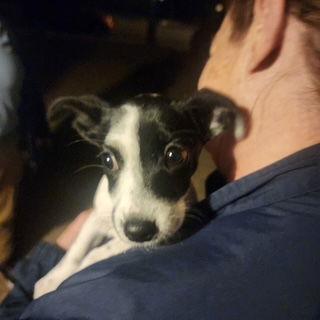 Clover, a Adopted mixed breed in Mesa, AZ image 3/3