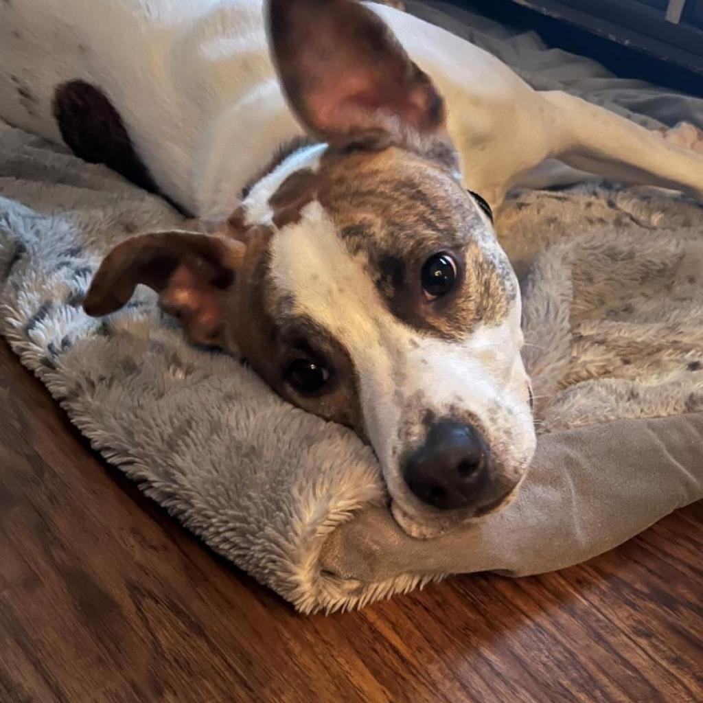 Lenny NN, a Adoptable Terrier in Jacksonville, FL image 1/6